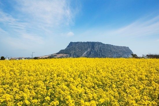 덕암 칼럼 대한민국 제주